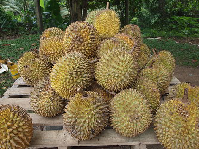 Fruits in the Philippines