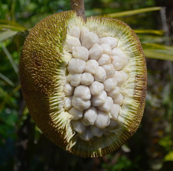 Fruits in the Philippines