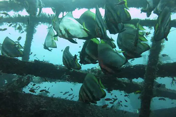 Alma Jane Wreck Dive site