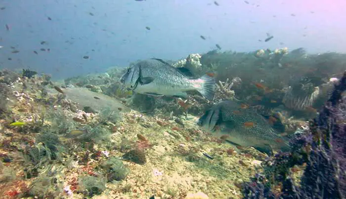 Canyons Dive Site