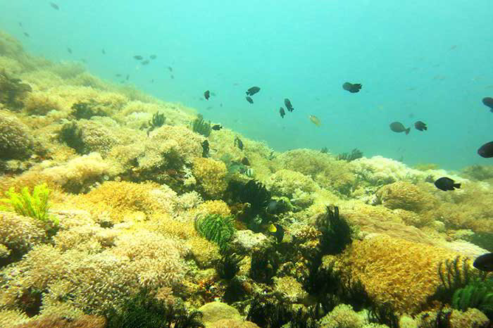 Scuba Diving in the Manila Channel