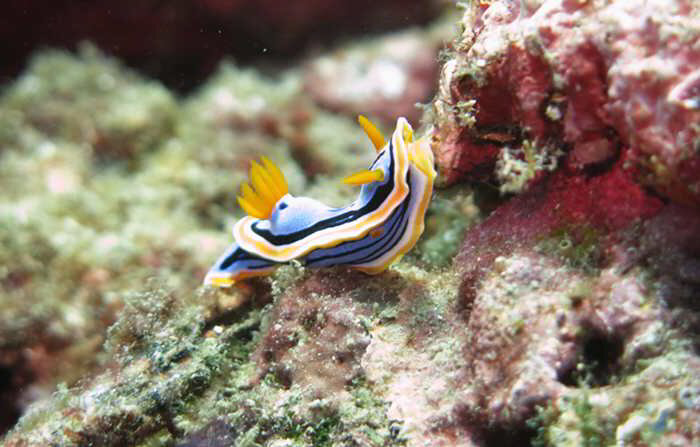 Scuba Diving in the Manila Channel