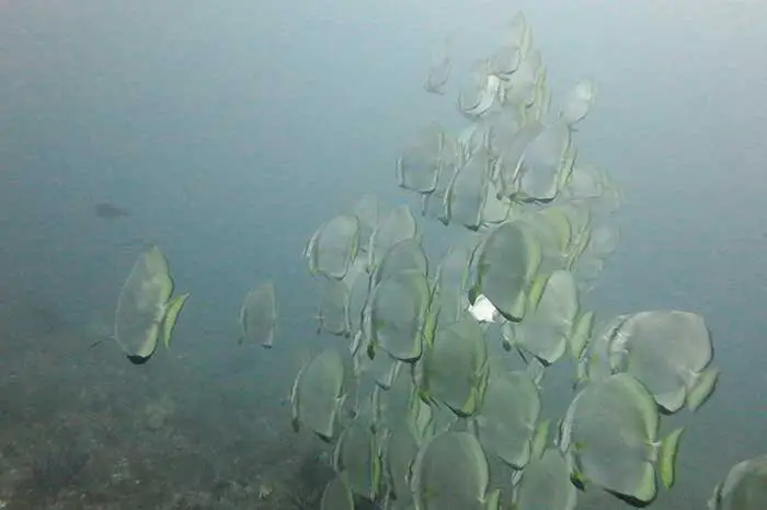 Canyons Dive Site