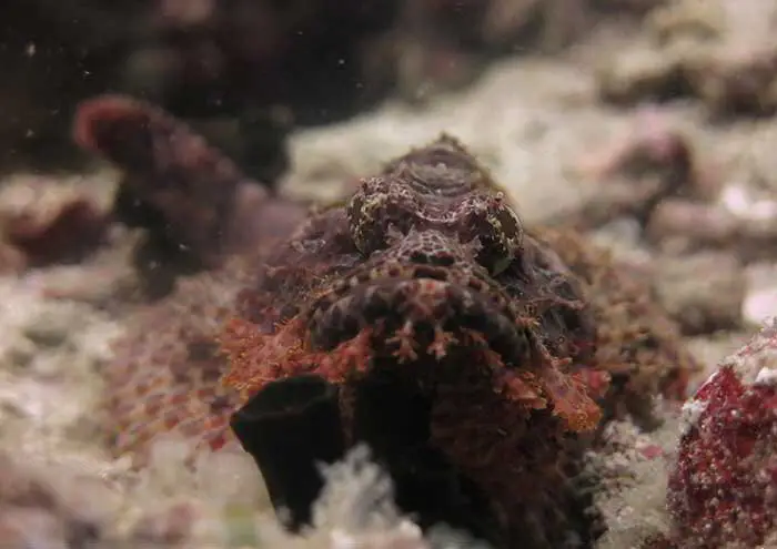 Monkey Beach Dive Site