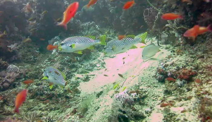 Canyons Dive Site