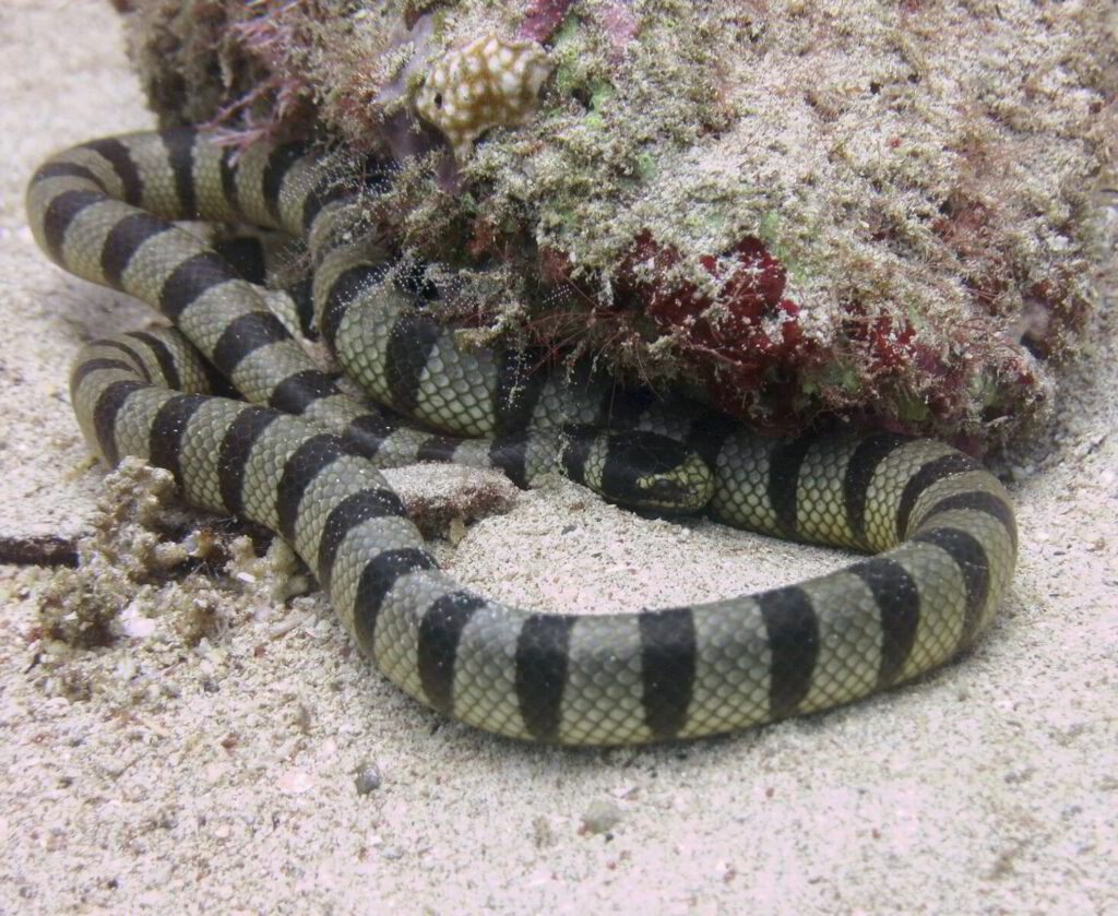 Monkey Beach Dive Site