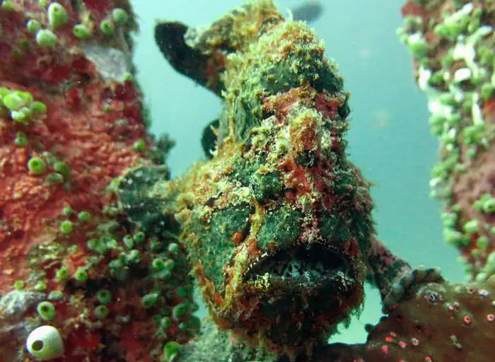 Sabang Wrecks Dive Site / Wildlife in the Philippines