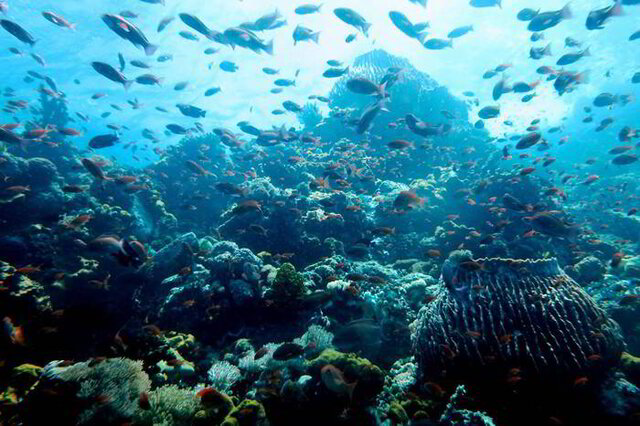 Scuba Diving in the Philippines