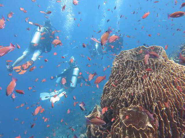 Scuba Diving in the Philippines