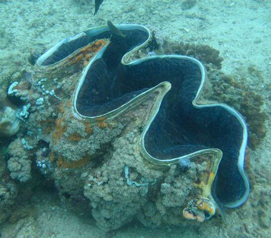 Scuba Diving in the Philippines