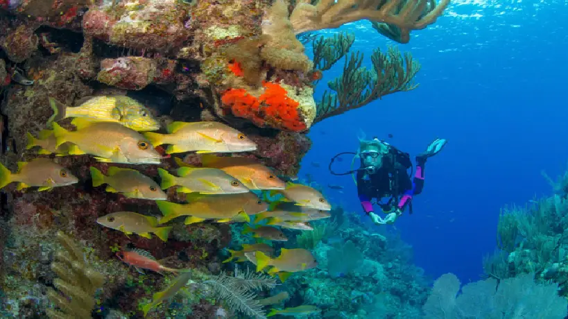 Philippines Diving