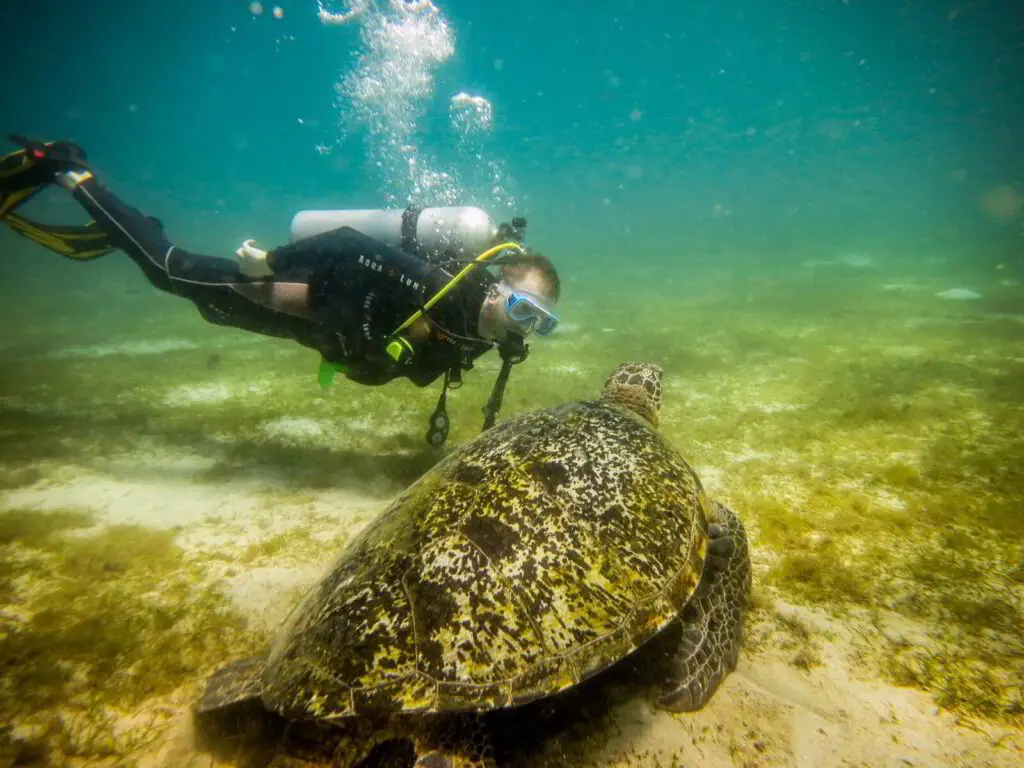 BADLADZ Diving