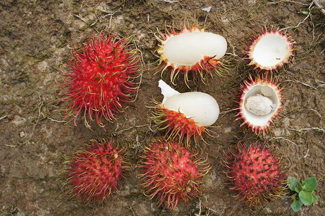 Fruits in the Philippines