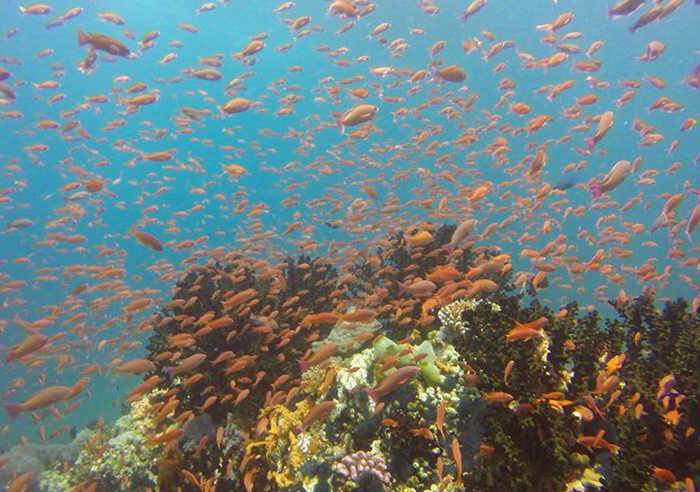 Scuba Diving at Verde Island