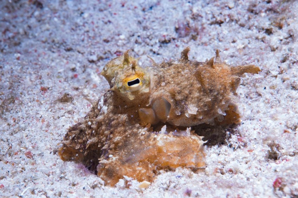 Dive Shop / Dive Sites