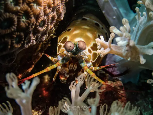 Scuba Dive in Puerto Galera