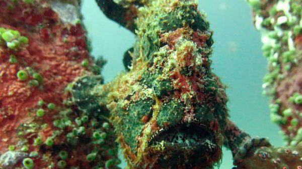 Frogfish-9283851